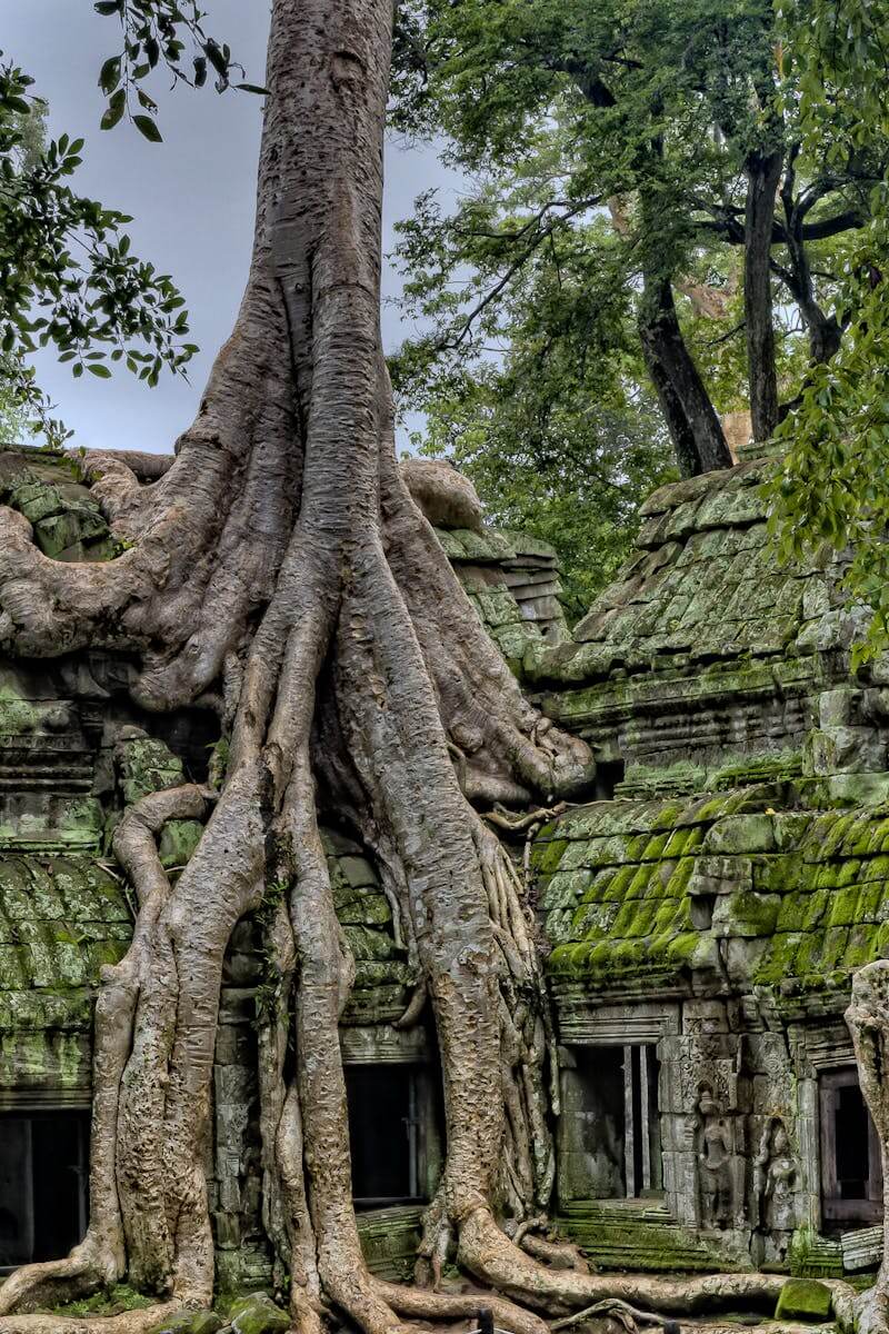 Ta Prohm - Cambodia Trips