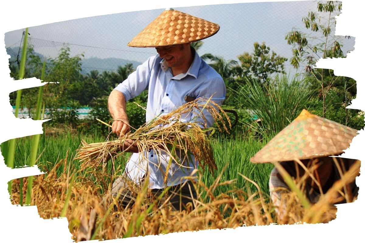 Experience harvesting rice in Southeast Asia Trips