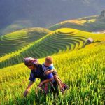 Mu_Cang_Chai ’s rice terraces in Vietnam