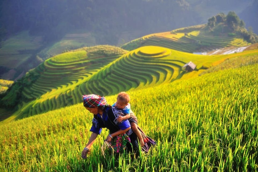 Mu_Cang_Chai ’s rice terraces in Vietnam