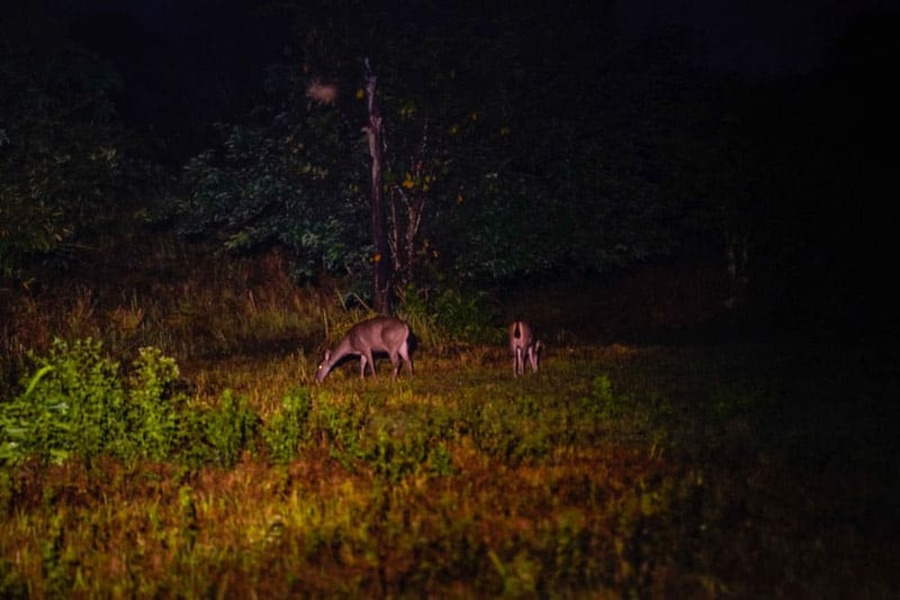 Wildlife watching in Nam Cat Tien National Park. 