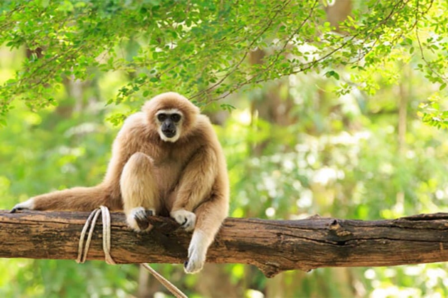 Visit the Bear and Gibbon Rescue Centers at Nam Cat Tien National Park. 