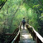 Trekking through the jungle of Nam Cat Tien National Park.