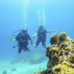 Nudibranch Gardens - A Vietnam Diving Site