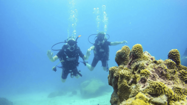 Nudibranch Gardens - A Vietnam Diving Site