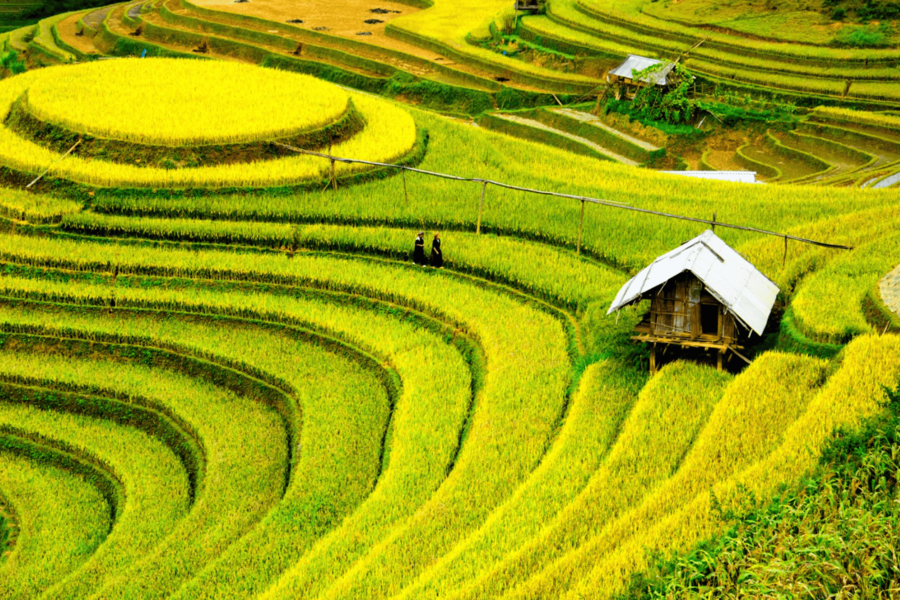 Sa Pa’s rice terraces in Vietnam