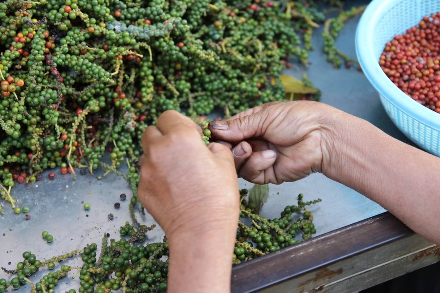 kampot pepper - cambodian souvernirs