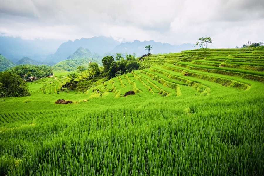 pu luong’s rice terraces in Vietnam
