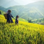 spring in nothern vietnam - Best Time to Visit Vietnam and Cambodia
