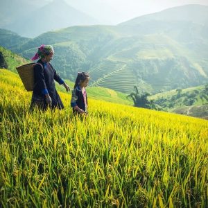 spring in nothern vietnam - Best Time to Visit Vietnam and Cambodia