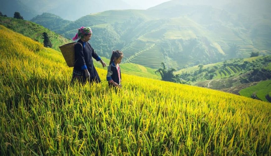 spring in nothern vietnam - Best Time to Visit Vietnam and Cambodia