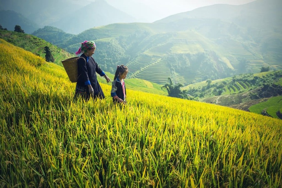 spring in nothern vietnam - Best Time to Visit Vietnam and Cambodia