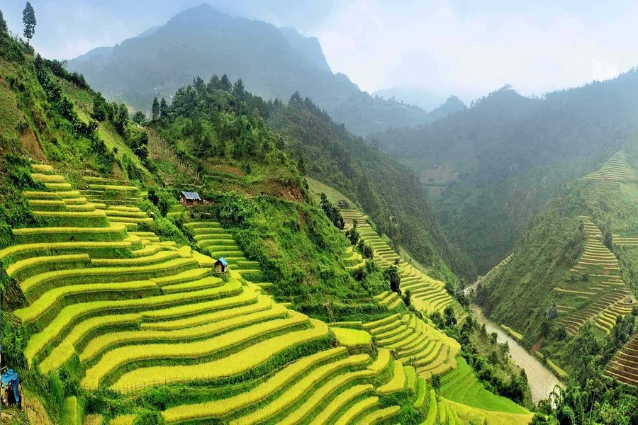 terrace field in Sapa Vietnam
